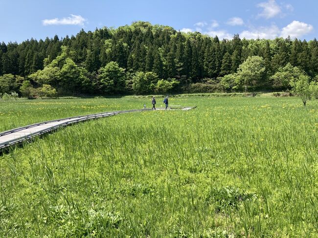 ゴールデンウィークでも空いている所へ行きたい！と敦賀へ行ってきました^ - ^。夫と娘たちは何度も訪れている福井。リリーは初めて行きました。海の幸が美味しくて温泉もよくて美しい自然に癒されてきました。<br /><br />ラムサール条約湿地の中池見湿地と天筒山に行ってきました。