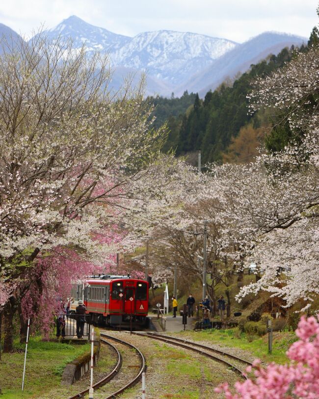 今年の桜は、三春の滝桜、喜多方のしだれ桜並木でまさに見頃の桜を鑑賞することができました。<br />会津鉄道の湯野上温泉駅も桜の季節にはいい場所なのですが、残念ながら今年は行くことができませんでした。<br /><br />昨年は緊急事態宣言中だった為、投稿を自粛していましたが、せっかくなので旅行記にさせていただくことにしました。