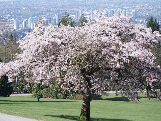 バンクーバーの八重桜とUBC植物園