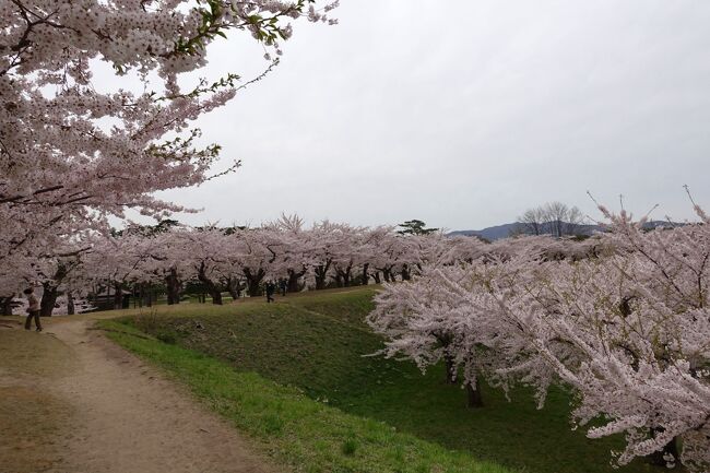 北海道に桜を見に行きました。北海道は九州や新潟を加えた東北よりも広いので、行ったのは札幌と函館、旭川となります。ANAのダイナミックパッケージで足と宿を確保し、地元旅行会社が企画するツアーに何本か参加し、桜の咲く公園などを見て周りました。北海道の桜は開花するとアッと言う間に満開になり、散り始めてしまうのが特徴なので、スケジュールを何度か組み直して、ほぼ満開の桜やその他の花々を見ることが出来ました。