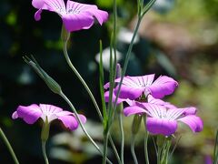 横浜 山下公園 薔薇鑑賞 約5割ほど