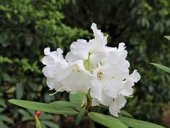 春のお花探し：神代植物公園＆深大寺と日帰り温泉の巻