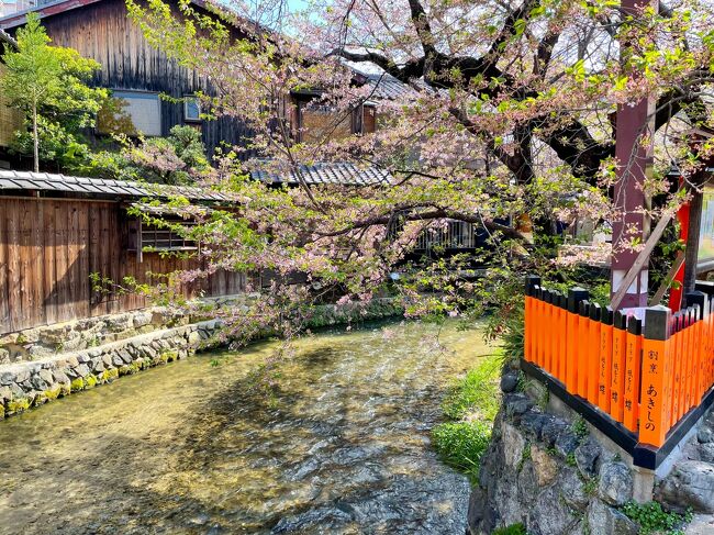 2022年4月下旬、北海道にもやっと桜前線が到着しましたが、一足先に京都に桜を見に出かけました。マンボウも解除になったしね＾＾<br />実は、昨年コロナの波を除けながら、2回京都に出かけています（旅行記書いてなーい）修学旅行ぶりの京都がとても良く、次は桜の時期に行きたいと夫のリクエストがあり旅行を計画。<br />お互いの都合やチケットの値段などから、4月2週目にしましたが、京都では、3月下旬から桜が咲き始めている情報がちらほら・・・<br />桜の京都は微妙だね・・・と思って出かけましたが、間に合いました～♪<br />美しい古都の街並みと桜。<br />日々の忙しさを一瞬忘れ、癒されまくってきました。<br /><br />3日目最終日<br />東寺→平安蚤の市→三十三間堂→豊富神社