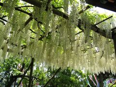 白旗神社の藤－藤沢市フジロード