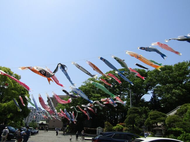 　藤沢市藤沢2に鎮座する白幡神社はこの時期には境内に鯉のぼりが五月晴れの空を泳いでいる。<br />　白旗神社の祭神の一柱である源義経公は若き日の牛若丸や弁慶と共に五月人形や五月飾りにもなっているから、こうした子供の成長を願う鯉のぼりはここ白旗神社にはふさわしいのであろう。<br />　そういえば、令和元年（2019年）に新たに「義経と弁慶像」が建立されている。<br />（表紙写真は白旗神社境内の空を泳ぐ鯉のぼり）