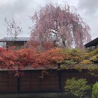 母念願の角館の旅☆ちょっとはずしたけど歴史ある町は見処満載