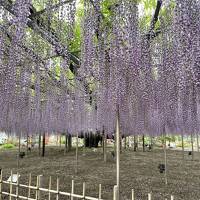 春の花巡り　栃木～河口湖の旅①あしかがフラワーパーク