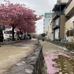 花盛りの静岡・愛知・三重・滋賀、春の旧東海道を行く(その5・桑名市)