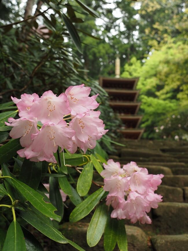 2022年春 奈良の花と新緑撮影旅行６