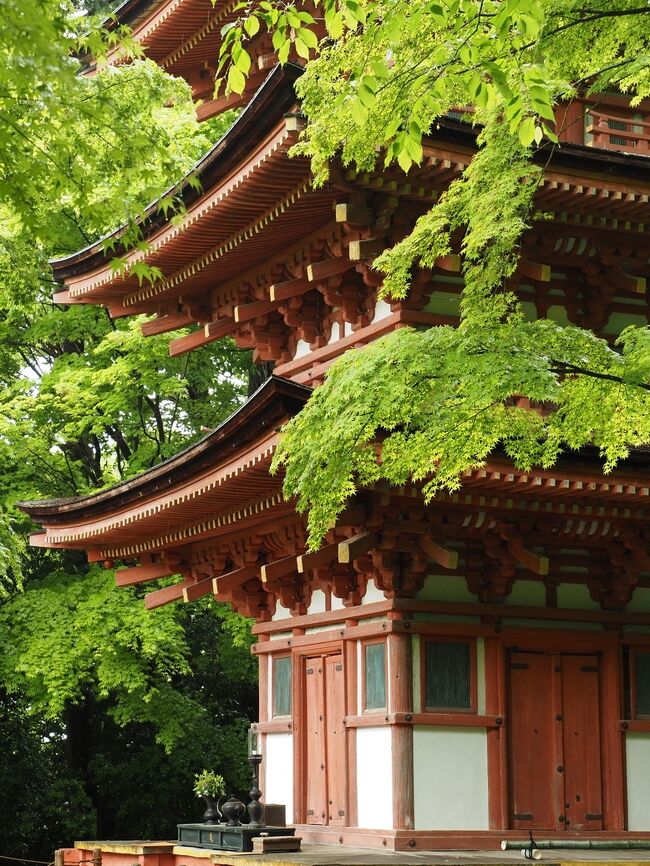 2022年春 奈良の花と新緑撮影旅行９