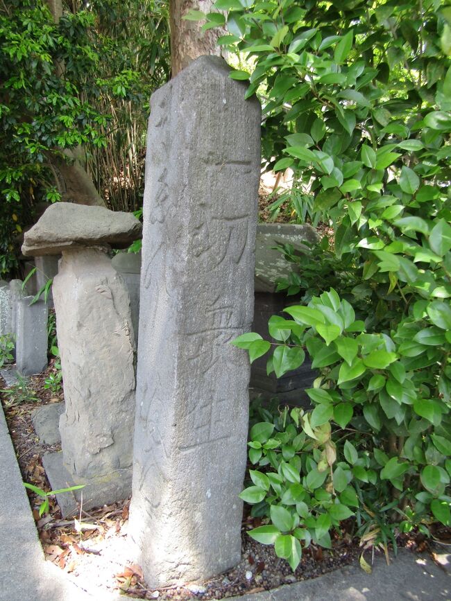 　藤沢市藤沢2に鎮座する白旗神社にある稲荷社参道には、藤沢市内にあった庚申塔や道標など数10基がある巨大な庚申塚になっている。<br />　道標には、正面に「えのしま道」、側面に「一切衆生」「二世安楽」と刻字されている。杉山検校（https://4travel.jp/travelogue/11418219）が江ノ島弁財天に祈願し、成就したお礼に藤沢宿から江ノ島まで48基の道標を建てた。そのうちの10基が現存し、その1基である。昭和41年（1966年）1月17日に藤沢市重要文化財に指定された。<br />　また、道標の横には、20数基の庚申塔群があり、江戸時代初期の寛文5年（1665）建立の庚申塔もあるる。この塔は、昭和52年（1977年）4月13日に藤沢市重要文化財に指定された。<br />　「えのしま道」道標は元々境内に建てられたものであろう。また、こうした神社境内には庚申塔が建てられ、庚申塚をなしていたであろう。しかし、東京のベッドタウンとして宅地開発が進む藤沢市では、そうした在にあった庚申塔の行き場がなくなって、こうした神社の境内に集められたために、数が増えてしまっているのであろうか？<br />（表紙写真は「えのしま道」道標）