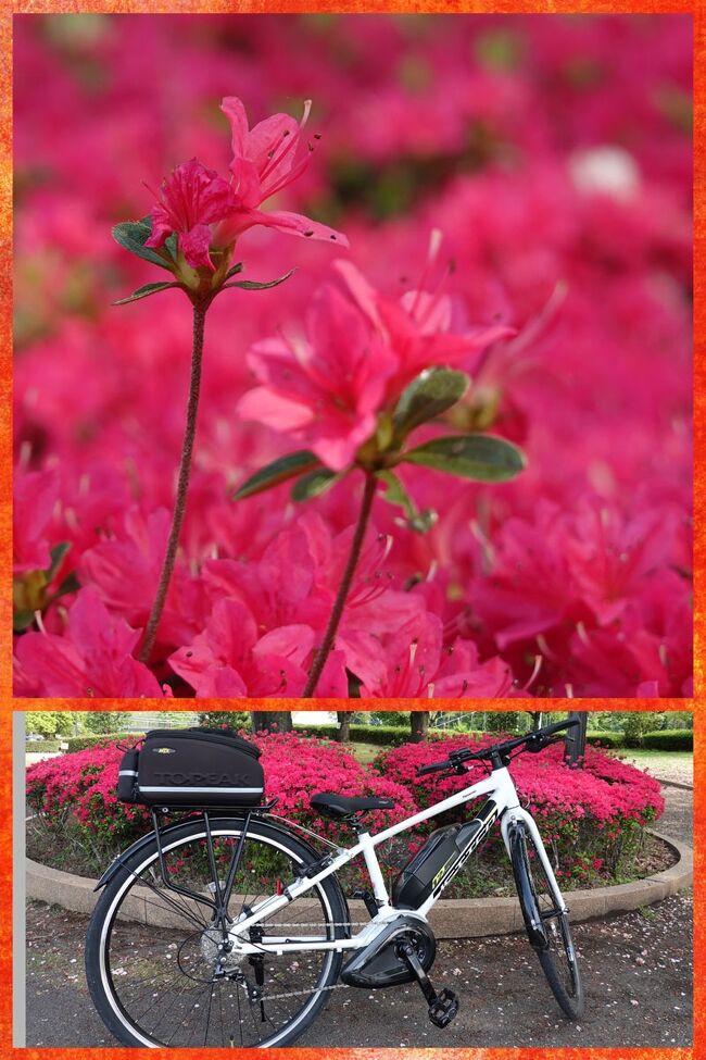 自転車で富士市内をポタリングしてきました。<br /><br />自転車走行データ<br />走行時間:午前06時10分過ぎ~午前09時30分頃<br />所要時間:約3時間20分(休憩含む)<br />走行距離:27.8km<br />因みにバッテリーの消化は、13%でした(予備バッテリー持参しました)。<br /><br />★富士市役所のHPです。<br />https://www.city.fuji.shizuoka.jp/