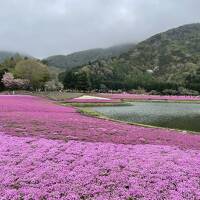 春の花巡り　栃木～河口湖②富士芝桜まつり