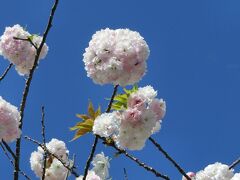 今年も、大阪府吹田市にある住宅地・青山台の道路沿いに咲いてくれました、優美＆気品ある「サトザクラ（里桜）」。（2022）