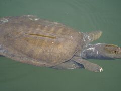 20220505-1 清澄白河 清澄庭園、けっこ賑わってますな。来園者も、池の亀達も。