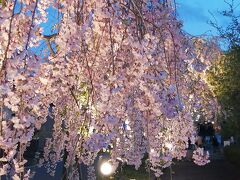 ’２２　福島桜さんぽ１１　喜多方 日中線しだれ桜並木ライトアップ