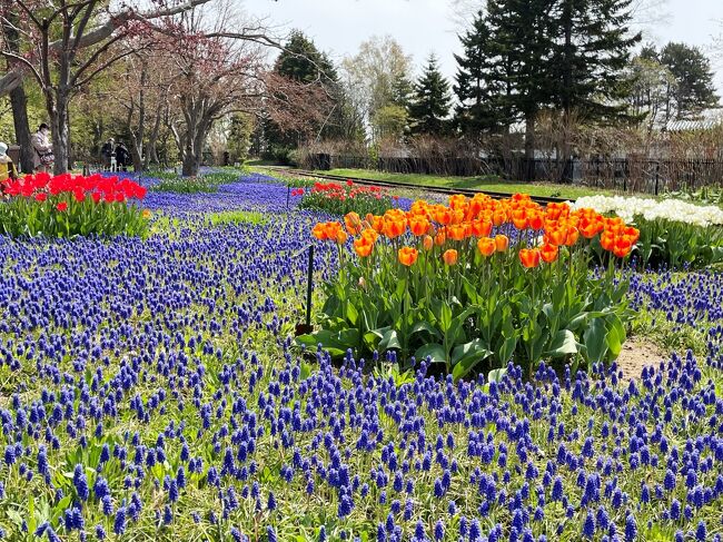 2022.5 桜だ！梅だ！「札幌市内の公園花巡り」vol.3…チューリップ、クリスマスローズ、ムスカリのコラボ