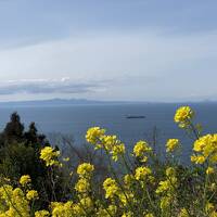 桜を求めて早春の佐多岬半島へ（早過ぎました）
