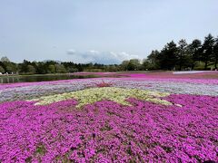 さくらんぼ狩り・富士芝桜まつり・富士山5合目　バスツアー