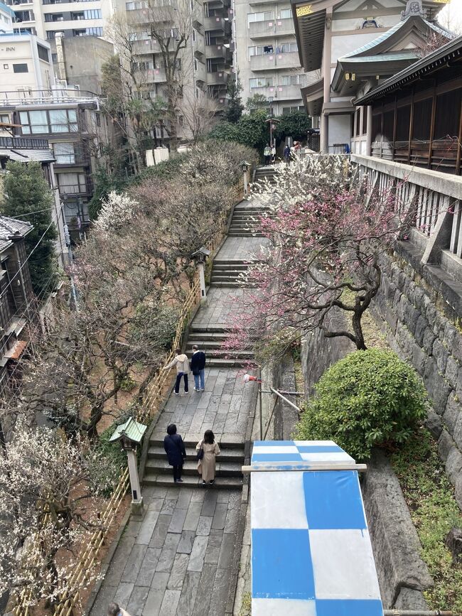 3月3日。お雛祭り。特に予定のない一日。<br />思い立って、以前から気になっていた湯島天神へ行ってみよう。<br />梅もそろそろ見頃の様子だし、高校受験の終わったyuma のお礼参りもしてこよう!<br />さて、湯島天神。お蔦、主税の恋物語。<br />でも天神様とどういう関係があるのかしらなどと考えながら、地図を広げる。<br />お茶の水から歩いていけるみたい。<br />アラ、近くにニコライ堂、湯島聖堂、神田明神もある。<br />お茶の水は、もう35年以上前に亡き母の入院、治療の見舞いに通って以来降り立ったことがなかった事を思い出して、急遽お茶の水界隈を絡めて行ってみることにした。<br />帰りに上野に寄って、うさぎ屋でどら焼きも買ってこよう。<br />なんて考えると、早めに出ないと。<br />いつもの早朝散歩を端折って、夫を誘い出し、まずは御茶ノ水駅へ向かった。