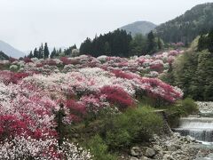 花桃の里と鉄印の旅（20明知鉄道）