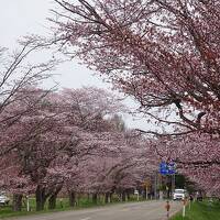 北海道で一番有名な桜と岬に出会う旅2022GW★その1(日高編)