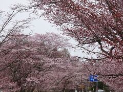 北海道で一番有名な桜と岬に出会う旅2022GW★その1(日高編)