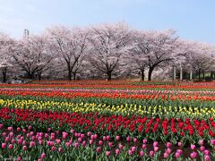 「深谷グリーンパーク」の春の花_2022_サクラ散り始めてるが見頃継続、チューリップ咲き揃って見頃（深谷市）