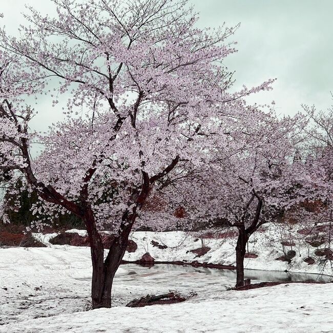 テレビニュースで発見、残雪に桜。<br />行ってきました。<br />「福山峠のふるさと広場・新潟県魚沼市」<br /><br />カフェでマッタリ。<br />「pöllö (ポロ)」は森の中。