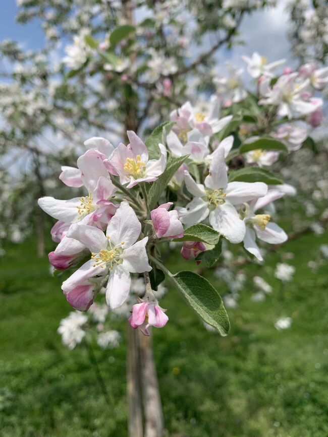 雄平フルーツラインを行く。増田のりんご畑の花満開。