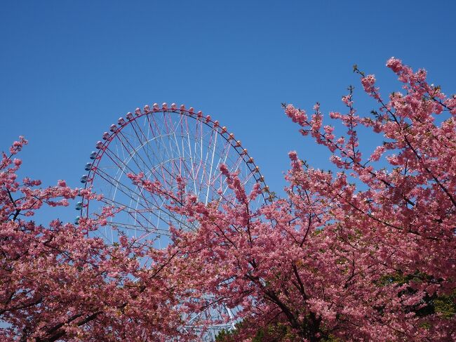 天気の良い週末に葛西臨海公園へ出かけました。<br />ちょうど河津桜が見ごろの時期できれいでした。<br />
