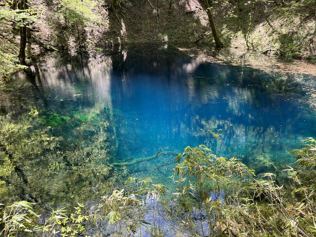 十二湖は、白神山地西部に位置するブナ林に囲まれた33の湖沼群の総称。1704年に発生した大地震による山崩れによってできたといわれており、崩山から眺めると12の湖沼が見えたことから十二湖と呼ばれるようになりました。<br /><br />そんな中でも、コバルトブルーに輝く「青池」が素敵です。水中には朽ちたブナの大木が横わたり、池底に倒れた木が見えるほど透明でありながら、インクを流したようなハッキリとした青の湖面が神秘的です。<br /><br />不老ふ死温泉チェックアウト後、<br />白神山地に入りました。