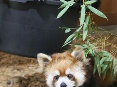 動物たちの春まつりの茶臼山動物園2022（３）レッサーパンダ特集：去年生まれの双子は目を離せない～今度は間に合ったお外レッサーの朝リンゴ