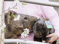 動物たちの春まつりの茶臼山動物園2022（４）動物たちの春まつりは花より団子のごちそう：ウォンバットのモモコちゃんは桜で飾ってパンを食べる