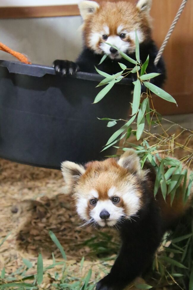 動物たちの春まつりの茶臼山動物園22 ３ レッサーパンダ特集 去年生まれの双子は目を離せない 今度は間に合ったお外レッサーの朝リンゴ 篠ノ井 長野県 の旅行記 ブログ By まみさん フォートラベル