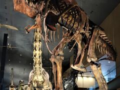 北九州14　八幡-4　いのちのたび博物館ｃ　自然史Zone　☆恐竜の時代～生物の進化　
