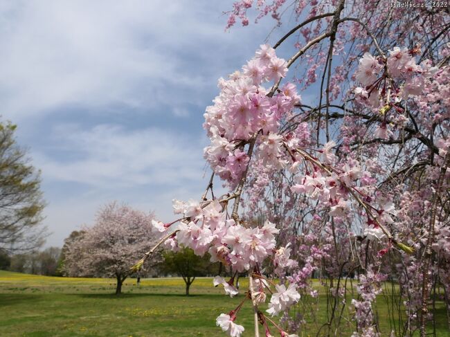 ４月１１日に、群馬県前橋市の「大室公園」へ、サクラを見に行きました。サクラは散り進んでいて、花期はほぼ終わっていました。でも、一部の枝垂れ桜は、まだ綺麗に花が残っていました。<br /><br />ほぼ曇りの天候、サクラもほぼ終わり、だからなのか、”密”とは無縁の公園を、のんびりと歩くことが出来ました。