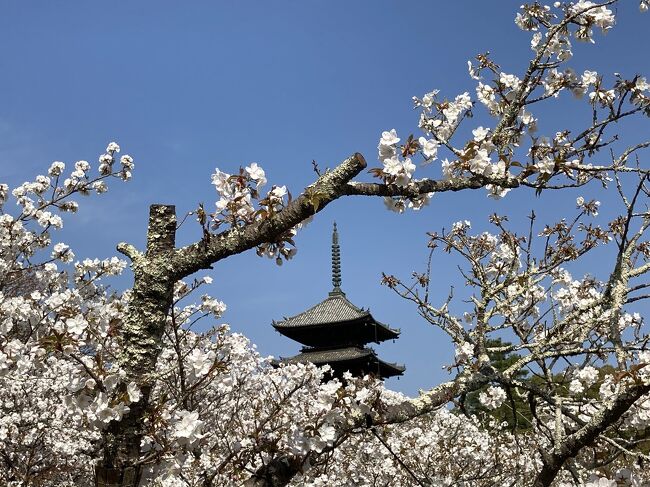 ご近所散歩で仁和寺の御室桜。<br />仁和寺<br />https://ninnaji.jp/<br /><br />別の日ですが、ごはんのついでに神泉苑の桜。<br />神泉苑<br />http://www.shinsenen.org/<br />