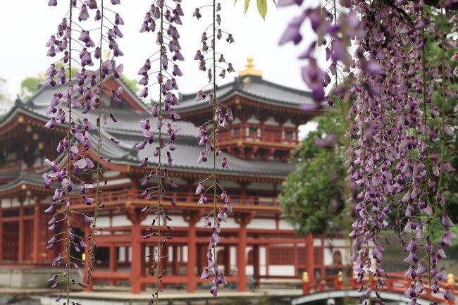 ２０２２年４月　思い立って藤を愛でに「平等院」へ♪「そば処　ながの」で茶そばと「宇治上神社」と世界遺産を足早に巡った休日～