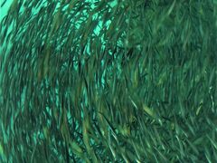下関25　しものせき水族館　海響館c　近海/日本海の魚　フグの仲間‐世界一 ☆イワシ密集泳　