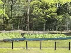 静岡旅行　１日目　体感型動物園 iZooと御殿場プレミアム・アウトレット