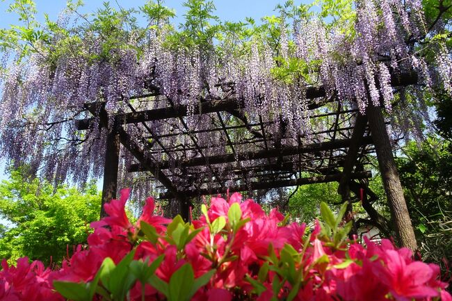 馬場花木園散歩　４月の花（５６種）２０２２年