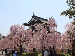 みちのく三大桜巡りと津軽鉄道お花見列車３日間（二日目）