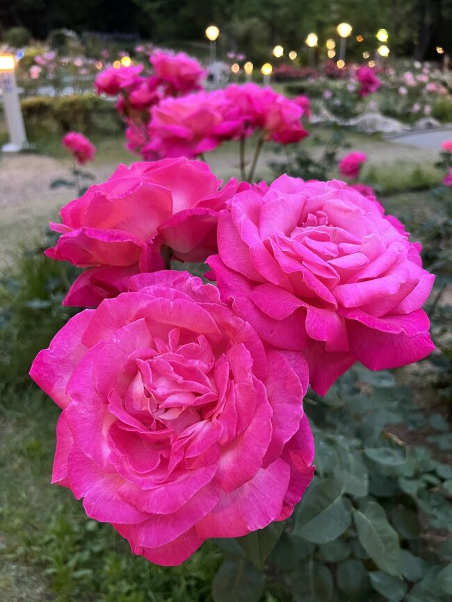 恒例のバラ園散歩、近所の靱(うつぼ)公園に行ってきました♪<br /><br />ここ数年、春と秋に毎回訪れていますが、ようやく見頃の時期に来ることが出来ましたo(*≧ω≦*)o<br /><br />実はこの靱公園、戦後の焼け野原だった場所にGHQが飛行場を建設して使用した後、1952年に大阪市に返還され、公園として整備された歴史があります。<br /><br />その後、2006年の第14回世界バラ会議に合わせてバラ園がリニューアルされ、そのバラ会議で優秀庭園賞を受賞しています。<br /><br />世界バラ会議はイギリスのロンドンに本拠地を置き、世界37カ国が参加して行われる3年に一度の世界大会。<br /><br />日本の優秀庭園賞で有名なところと言えば、千葉の京成バラ園や横浜の横浜イングリッシュガーデンですが、関西で唯一受賞しているのがこちらの靭公園なのです♪<br /><br />今年はいつもよりちょっと見頃が遅めだったのか、初めて見たバラや咲き揃っているバラが多かったので、それを中心に写真を撮ってきました。