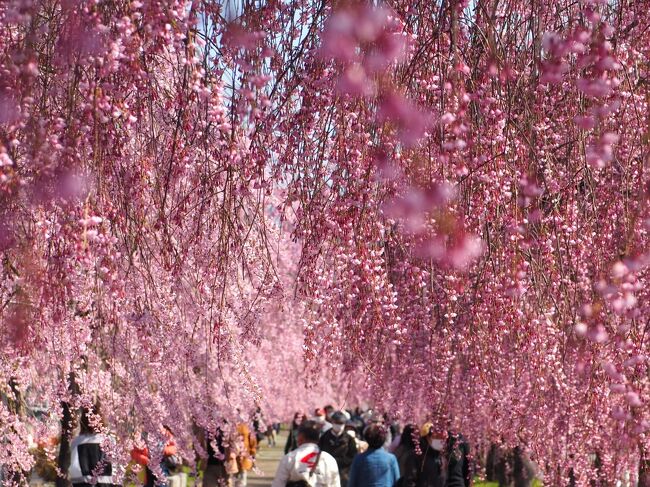 今年はあしフラの藤も、昨年行った弘前の桜なども、人気の花の観光地は混んでると思うので、すごい混雑は避けられそうな所を探して花見をしようかな？と思い...<br />先日、三春滝桜と花見山公園の花を楽しんできたばかりですが、予報通り天気が良かった土日にまた福島におでかけしてきました<br /><br />今回は、<br />１日目、飯坂温泉の花桃を昼と夜のライトアップを楽しんできました<br /><br />２日目は、日中線のしだれ桜、会津若松周辺の桜を見に行きました<br />日中線のしだれ桜は場所によって満開の所もあれば５分咲きくらいの所も、それでも綺麗なしだれ桜並木が見られました<br />そして、鶴ヶ城、芦ノ牧温泉駅、伊佐須美神社の桜も満開で綺麗でした<br /><br />今年の福島の花めぐりはこれで終了です<br />もし、こちらも宜しければご覧くださいな＾＾<br />