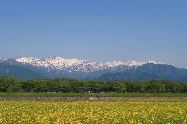 アルプス連峰を背景に、いろいろなところで写真を撮るのが目的で<br />富山県の舟川べり桜並木駐車場へ。<br />ここは桜の時期に行きたかったのですが天候も良くなく<br />コロナのため自粛したので行けなかったです。