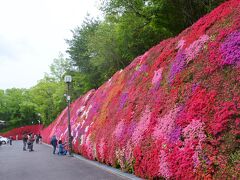 豊田市「つどいの丘」のキリシマツツジ＆「ふじの回廊」のフジ