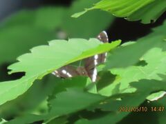 2022年森のさんぽ道で見られた蝶⑯その1)ベニシジミ、ツマグロヒョウモン、コミスジ、イチモンジチョウ