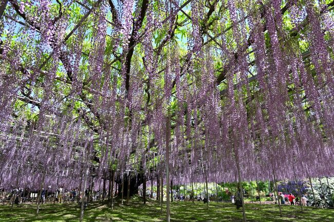 2022年のGWの前半戦、栃木県足利市の「あしかがフラワーパーク」の藤の花がそろそろ満開とのことで、ふらっと日帰りで訪れてみることに。<br />園内の中でも、樹齢約150年の「大藤」の藤棚は特に有名で、米ＣＮＮの「2014年 世界の夢の旅行先10ヶ所」に日本で唯一選ばれるほどなんだとか。<br /><br />そして足利市街にも寄り道し、日本最古の学校とされる「足利学校」や、「日本100名城」に選定されている「足利氏館（鑁阿寺）」にも足を延ばしてみました。<br /><br /><br />〔季節の花の旅〕<br />●梅<br />　偕楽園（茨城県水戸市）：https://4travel.jp/travelogue/11470273<br />●ハス<br />　不忍池（東京都台東区）：https://4travel.jp/travelogue/11637359<br />●ラベンダー<br />　たんばらラベンダーパーク（群馬県沼田市）<br />　：https://4travel.jp/travelogue/11524388<br />●ヒガンバナ<br />　巾着田（埼玉県日高市）：https://4travel.jp/travelogue/11549589<br />●秋バラ<br />　旧古河庭園（東京都北区）：https://4travel.jp/travelogue/11660165