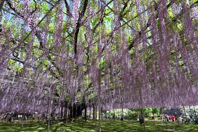 2022年のGWの前半戦、栃木県足利市の「あしかがフラワーパーク」の藤の花がそろそろ満開とのことで、ふらっと日帰りで訪れてみることに。<br />園内の中でも、樹齢約150年の「大藤」の藤棚は特に有名で、米CNNの「2014年 世界の夢の旅行先10ヶ所」に日本で唯一選ばれるほどなんだとか。<br /><br />そして足利市街にも寄り道し、日本最古の学校とされる「足利学校」や、「日本100名城」に選定されている「足利氏館(鑁阿寺)」にも足を延ばしてみました。<br /><br /><br />〔季節の花の旅〕<br />●梅<br /> 偕楽園(茨城県水戸市):https://4travel.jp/travelogue/11470273<br />●ハス<br /> 不忍池(東京都台東区):https://4travel.jp/travelogue/11637359<br />●ラベンダー<br /> たんばらラベンダーパーク(群馬県沼田市)<br /> :https://4travel.jp/travelogue/11524388<br />●ヒガンバナ<br /> 巾着田(埼玉県日高市):https://4travel.jp/travelogue/11549589<br />●秋バラ<br /> 旧古河庭園(東京都北区):https://4travel.jp/travelogue/11660165